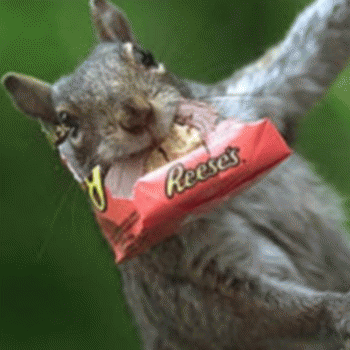 Sloth (USA-2) : Candy Bar Caper 2